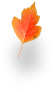 Autumn Leaf